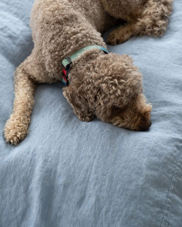 Brown dog lying on a blue blanket