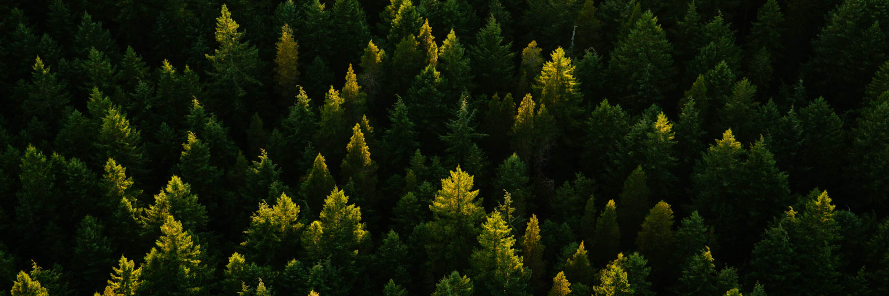 Fall Colours