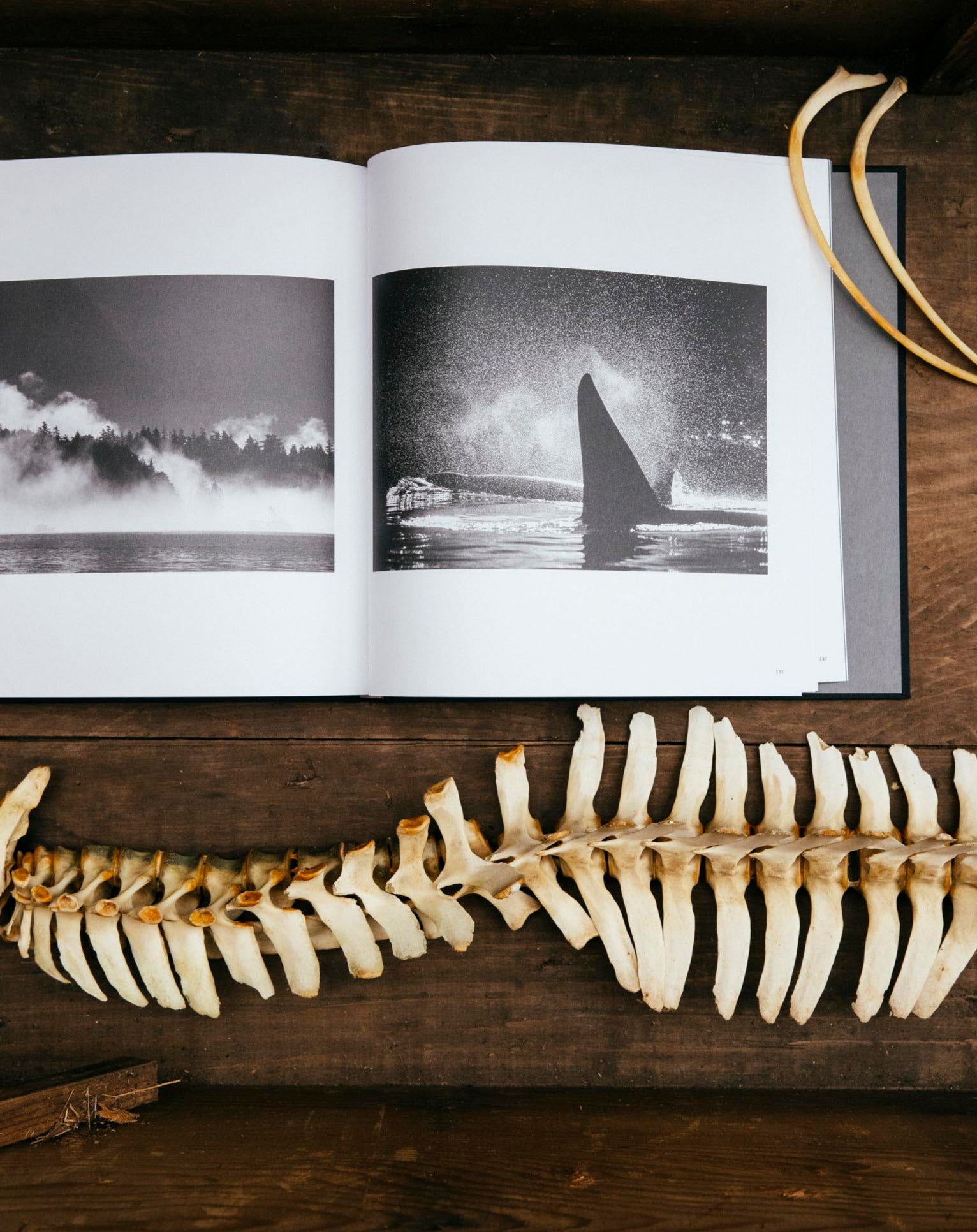 Jeremy Koreski this is Nowhere book open to photos of a whale